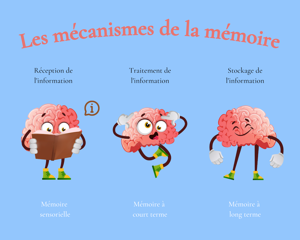 techniques ameliorer memoire